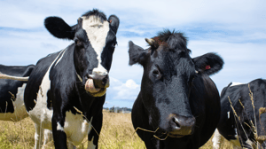 Canterbury’s Dairy Boom: A Golden Opportunity for Regional Growth