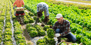 sustainable business farming