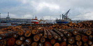 Pine tree logs at Lyttelton Harbour, Lyttelton, New Zealand.