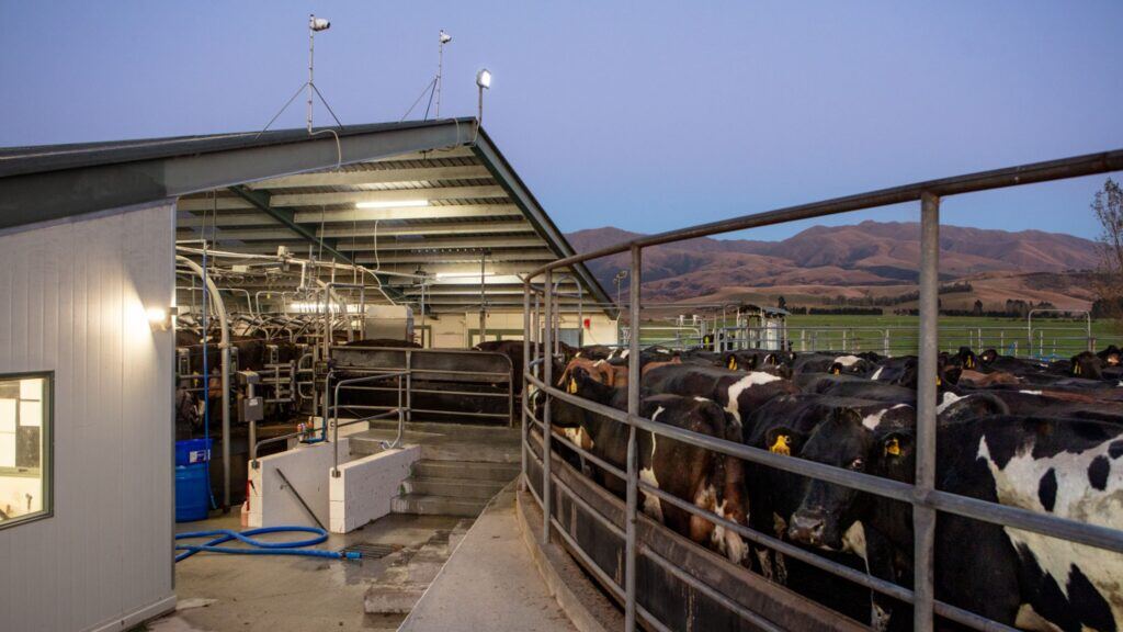 Advanced AI system to revolutionise milking on dairy farms